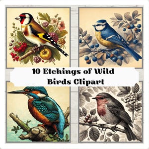 10 oiseaux sauvages britanniques PNG Clipart, martin-pêcheur, troglodyte mignon, hibou, rouge-gorge et plus, gravures de Style vintage, clipart oiseaux sauvages, ornithologues amateurs, imprimable