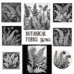May include: A collection of black and white botanical fern illustrations. The images feature detailed drawings of various fern species, with intricate leaf patterns and curled fronds. The text "BOTANICAL FERNS 14 PNGS" is displayed in the center.