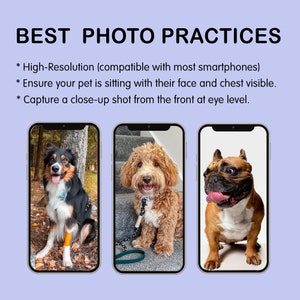 May include: Three photos of dogs sitting in front of a camera. The first photo shows a black and white border collie sitting in a wooded area. The second photo shows a brown and white poodle sitting on a set of stairs. The third photo shows a French bulldog sitting on a white background.