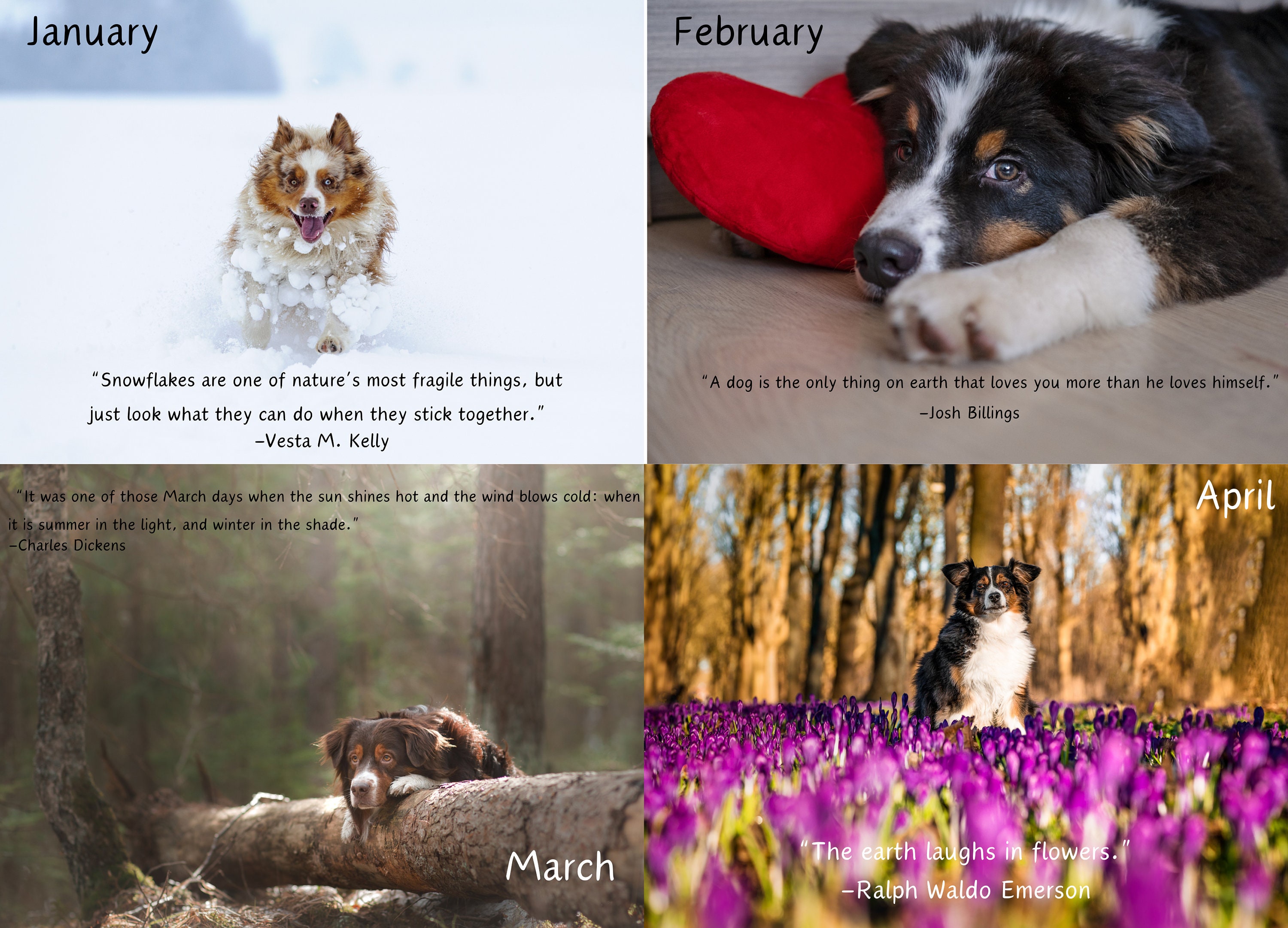 Australian Shepherd 2024 Wall Calendar, Australian Shepherd Calendar