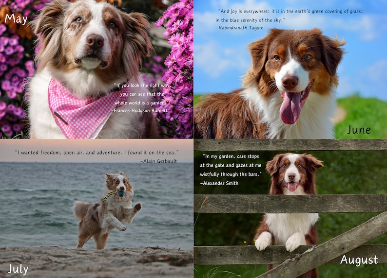 Australian Shepherd 2024 Wall Calendar, Australian Shepherd Calendar