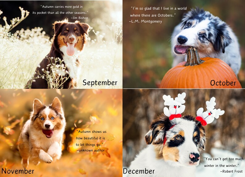 Australian Shepherd 2024 Wall Calendar, Australian Shepherd Calendar