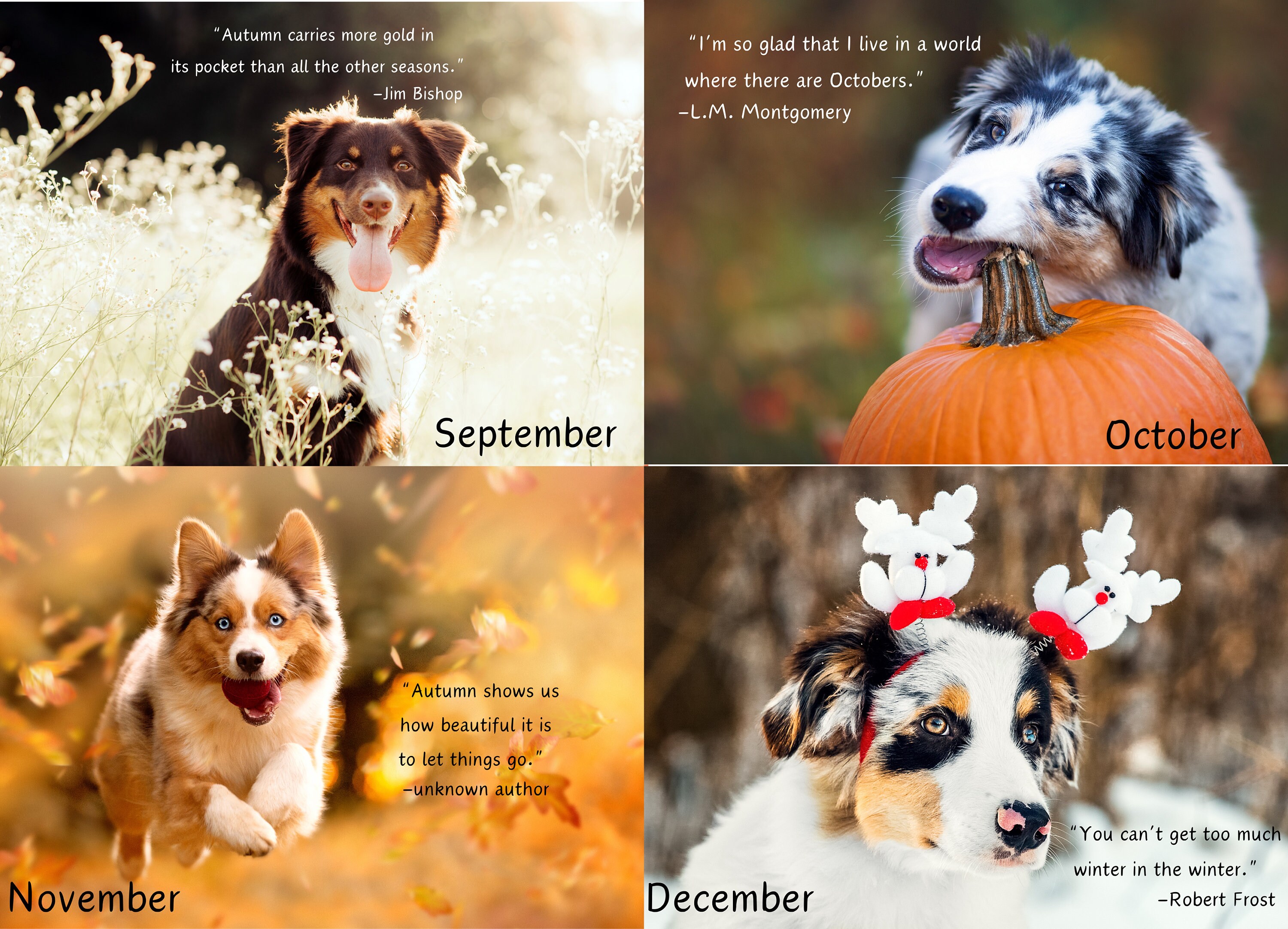 Australian Shepherd 2024 Wall Calendar, Australian Shepherd Calendar
