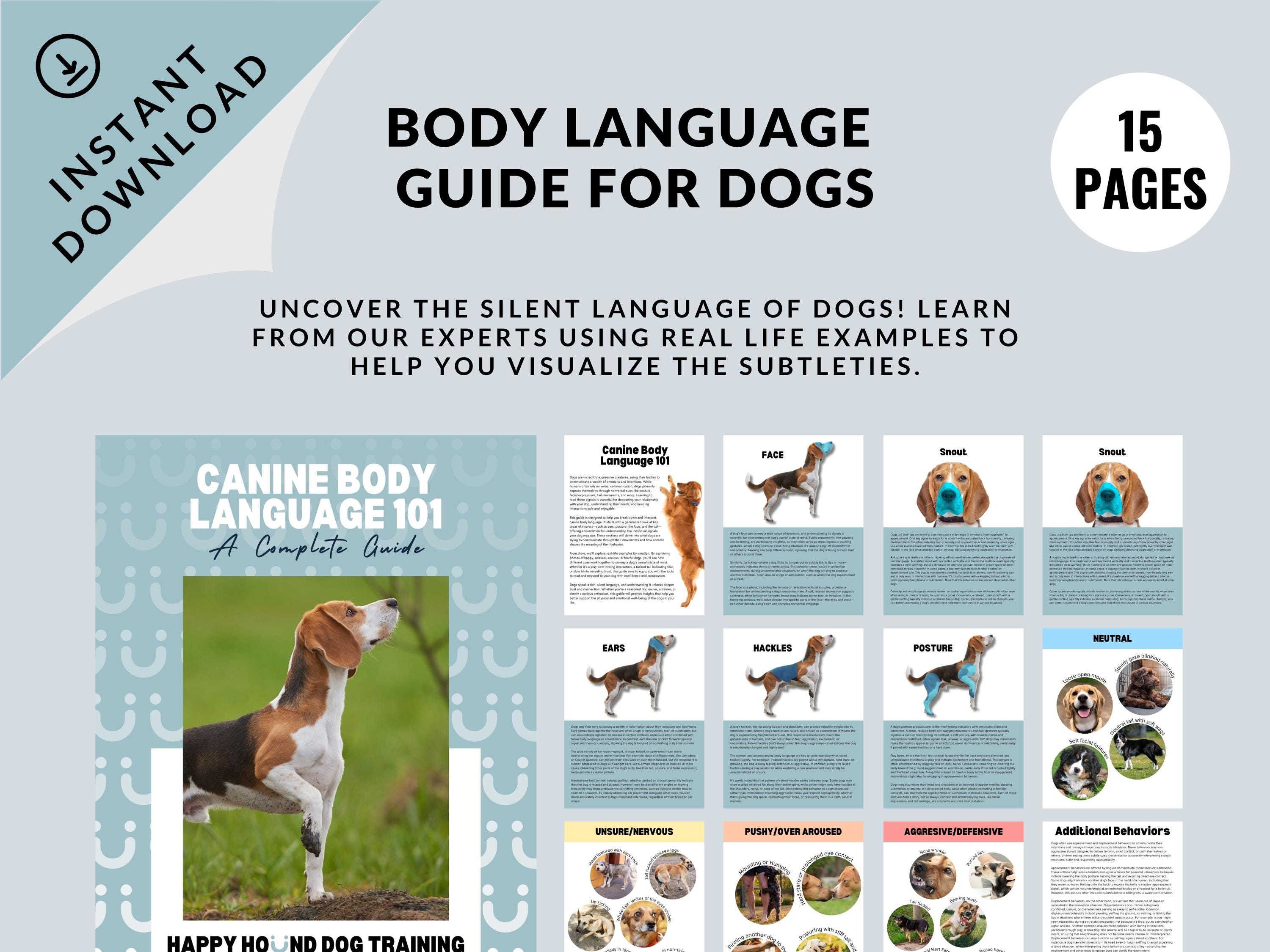 Dog Boarding Empire State K9 Training Buy Guide Dog Online In