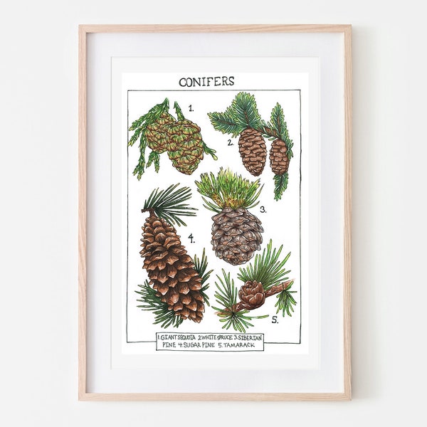 Conifers Field Guide Art Print, Museum Specimens