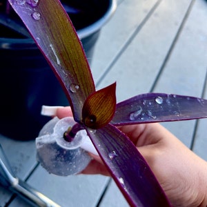 Purple Heart plant clippings