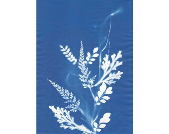 Original Botanical Cyanotype Print_No. 4 Salsify and Ferns