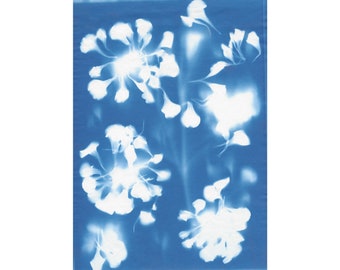 Original Botanical Cyanotype Print_No. 16 White Dianthus 'Carnations'