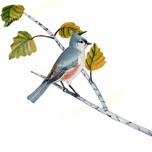 Vintage Fine Art Watercolored Tufted Titmouse Bird PNG DIGITAL Print Download