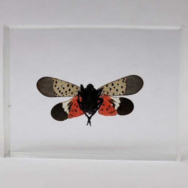 Spotted Lantern Fly (SLF) Insects in Resin.