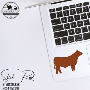 Slick Steer Sticker, Red Steer Sticker, Show Steer Sticker, Show Cattle Sticker, Red Steer, Red Steer Sticker, Show Steer