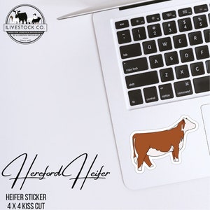 Hereford Sticker, Hereford Heifer Sticker, Show Heifer Sticker, Show Cattle Sticker, Hereford Sticker, Hereford, Red Show Heifer