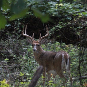 Michigan Whitetail