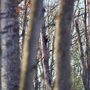Pileated Woodpecker