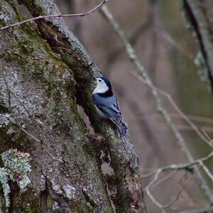 White-breasted Nuthatch