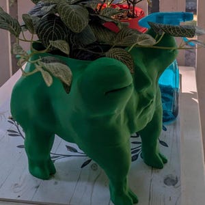 May include: A vibrant green frog-shaped planter holding a lush green plant with white-veined leaves. The frog planter has a detailed face and sturdy legs. A red and blue planter are visible in the background.