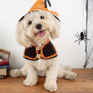 Könnte beinhalten: Ein flauschiger, weißer Hund in einem Halloween-Kostüm, einschließlich eines orange-schwarzen Hexenhuts und einer passenden Weste. Der Hund sitzt auf einer Holzoberfläche mit einem Stapel Bücher und einer dekorativen Laterne im Hintergrund.