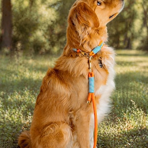 Puede incluir: Un golden retriever se sienta en la hierba, con un collar y una correa naranjas con detalles de rayas azules y blancas. El perro mira hacia arriba. El fondo está borroso con árboles y hierba.
