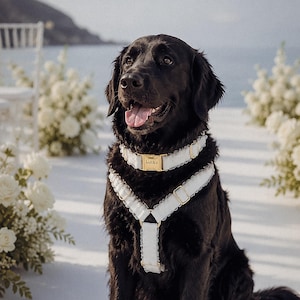 Set de Collar, Arnés y Correa para Perro en Chifón con Volantes Personalizado – Elegante Accesorio de Boda en Varios Colores