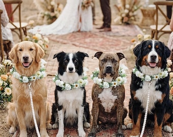 Può includere: Quattro cani, ognuno con un collare floreale bianco, seduti in fila su un tappeto fantasia. Sono presenti un golden retriever, un border collie, un pitbull tigrato e un bovaro del Bernese. Una cerimonia di matrimonio è sullo sfondo.