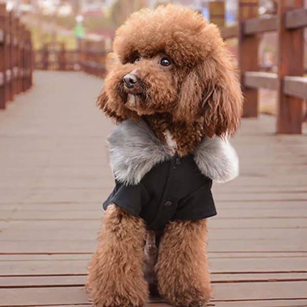 Winter Dog Woolen Clothes With Fur Collar , Warm Coat for Small&Medium Dogs, Luxury, Designer Pet Jacket, Dog Mom Gift, Autumn Dog Outfit