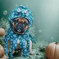 Halloween Octopus Dog Hoodie Costume \u2013 Funny Pet Cosplay Outfit for Dogs and Cats product logo