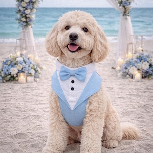 Light blue tuxedo dog harness on a small poodle sitting at a beach wedding ceremony with ocean view, floral arch, and candles. The formal dog outfit includes a bow tie and vest style design, perfect for weddings, engagements, and special occasions.