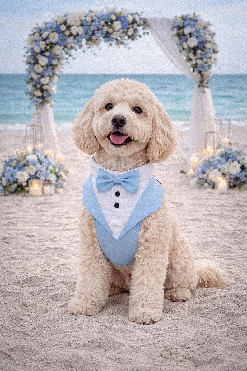 Light blue tuxedo dog harness on a small poodle sitting at a beach wedding ceremony with ocean view, floral arch, and candles. The formal dog outfit includes a bow tie and vest style design, perfect for weddings, engagements, and special occasions.