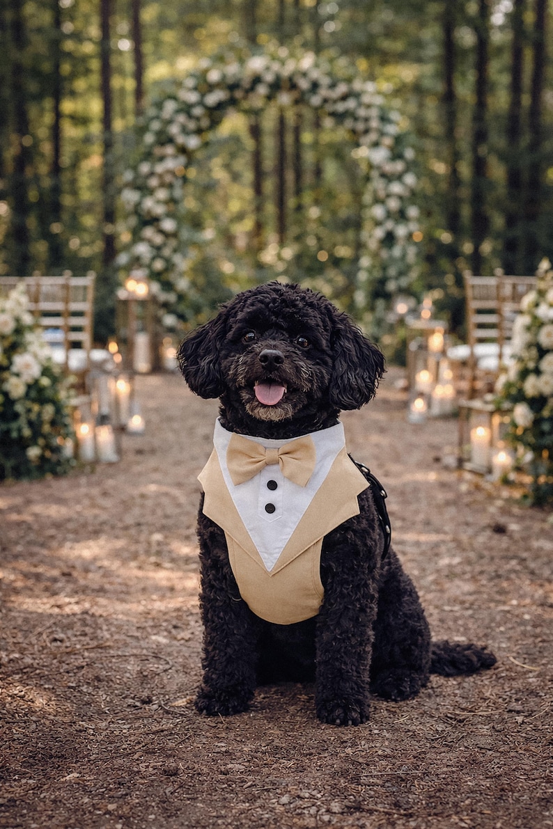Beige tuxedo dog harness on a black poodle sitting at an outdoor forest wedding ceremony with candles, floral arch, and decorated aisle. The formal dog outfit includes a bow tie and vest style design, perfect for weddings, engagements, and special occasions.