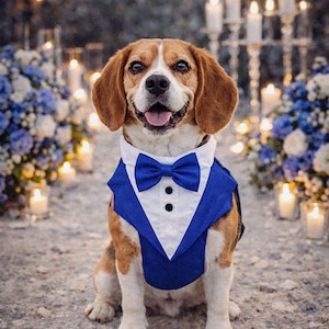 Royal blue tuxedo dog harness on a beagle sitting at a romantic beach wedding setup with candles and blue white flowers. The formal dog outfit includes a bow tie and elegant vest style design, perfect for weddings and special occasions.