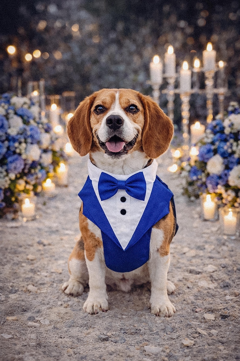Royal blue tuxedo dog harness on a beagle sitting at a romantic beach wedding setup with candles and blue white flowers. The formal dog outfit includes a bow tie and elegant vest style design, perfect for weddings and special occasions.