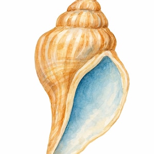 Peut inclure: Illustration à l'aquarelle d'un coquillage. La coquille est de couleur marron clair avec des rayures marron plus foncées. L'intérieur de la coquille est bleu clair. Le coquillage est en forme de spirale, sur fond blanc.