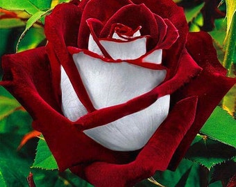 Rare Deep Red & White Osiria Ruby Rose Seeds Flower Garden Plant Gift Fragrance Flowers Red White Colour Seed Garden Plant