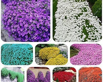 100 Creeping Thyme Seeds Colour Mix Plant Flowers Perennial Garden Rainbow