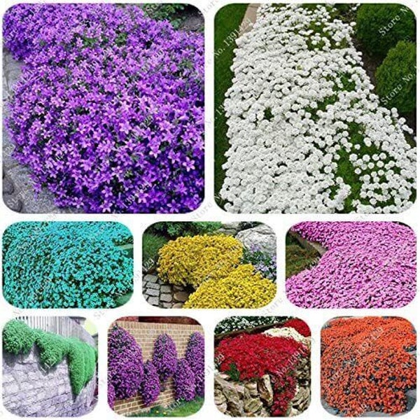 100 semillas de tomillo rastrero mezcla de colores plantas flores jardín perenne arco iris