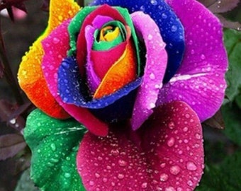 RARE Multi Colour Rainbow Rose Seeds Home Garden Quality Plant Flower seed