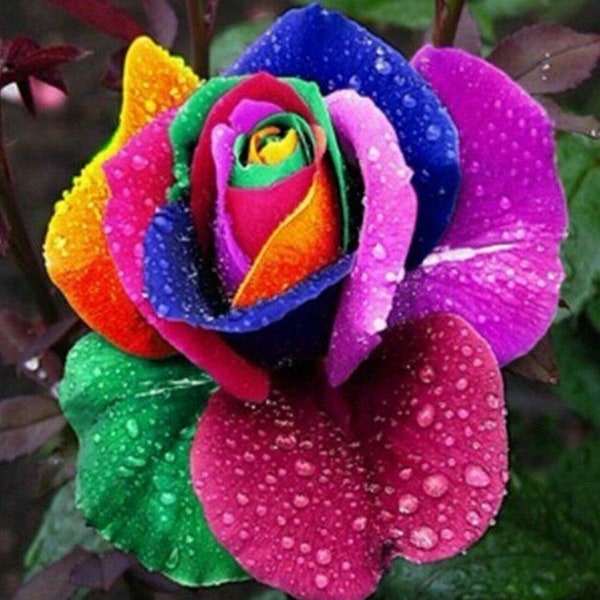 RARE Multi Color Rainbow Rose Seeds Home Garden Qualité Plante Graine de fleur