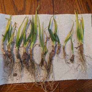 10 Egyptian walking onion starter plants w/ roots. These are starter onions that were planted last Fall. Perennial onions.