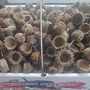 May include: A close-up shot of a cardboard box filled with numerous acorns. The acorns are primarily brown and tan, with textured caps and stems. The box has a white base with the words "FARM FRESH" printed on it.