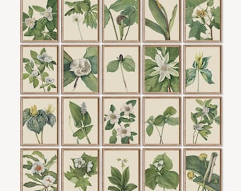 Vintage Floral Botanical Gallery Wall Set Bundle of 20, Vintage Magnolia Flower Prints, Green Botanical Printable Art, Green Wall Art Decor