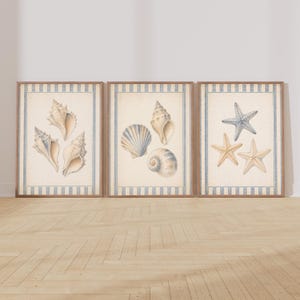 May include: Three framed prints featuring vintage illustrations of seashells and starfish. Each print has a cream-colored background with blue and white striped borders. The artwork showcases detailed drawings of various shells and starfish in natural tones.