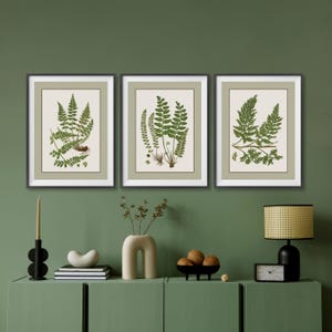 Vintage Farn Druck 3er-Set, Vintage botanische Galerie Wandkunst, grüne botanische druckbare Bauernhaus-Wand-Dekor, Farn Blätter Wand-Kunst-Dekor
