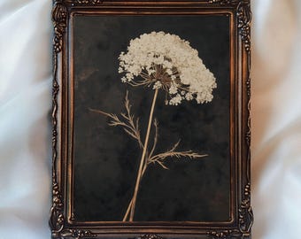 May include: A framed black and white photograph of a dried Queen Anne's Lace flower with a dark background. The frame is a dark brown with ornate details.