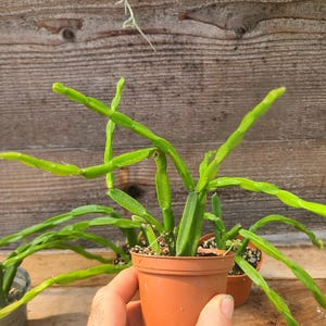 Rhipsalis paradoxa