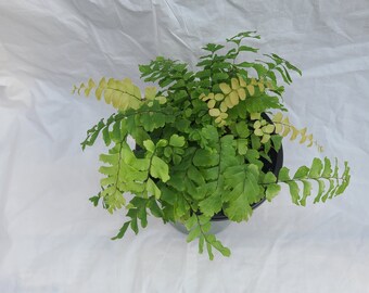 Adiantum hispidulum 'Bronze Venus'