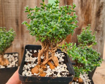Trichodiadema bulbosum: African bonsai succulent
