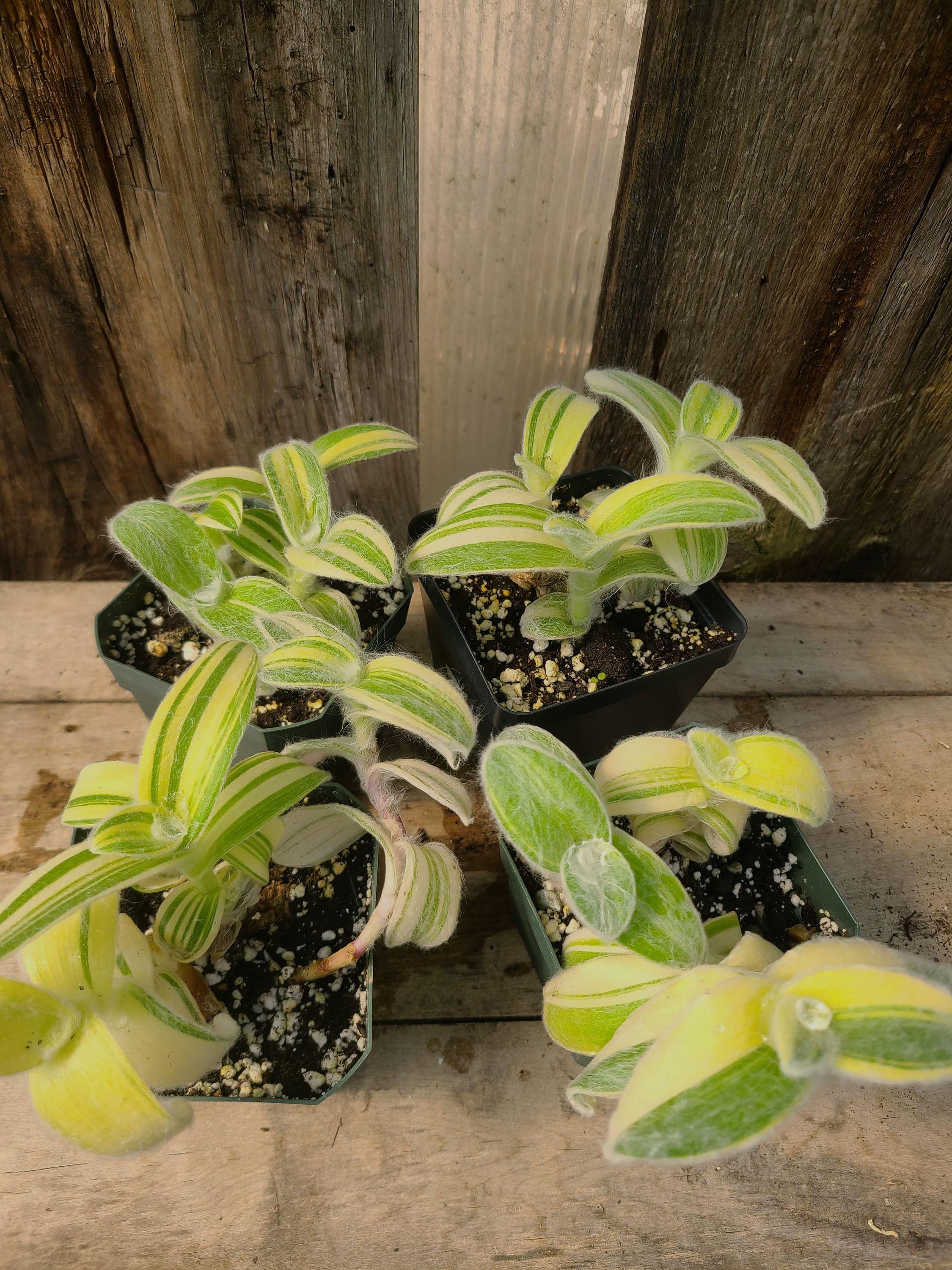 weie orchideen mentalist Paphiopedilum "Mrs. White"