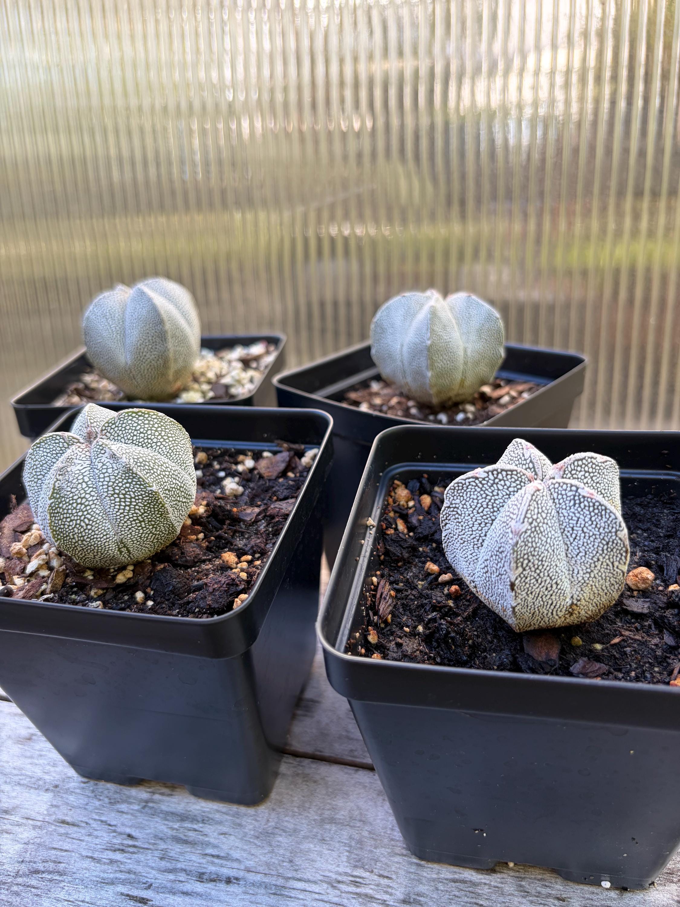 Astrophytum Cultivar - Etsy