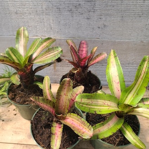 Neoregelia &#39;UFO&#39;: Variegated Bromeliad, 4&quot; Container