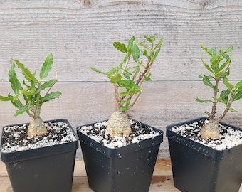 Fockea Crispa Caudiciform Succulent (3.5-4" Container)